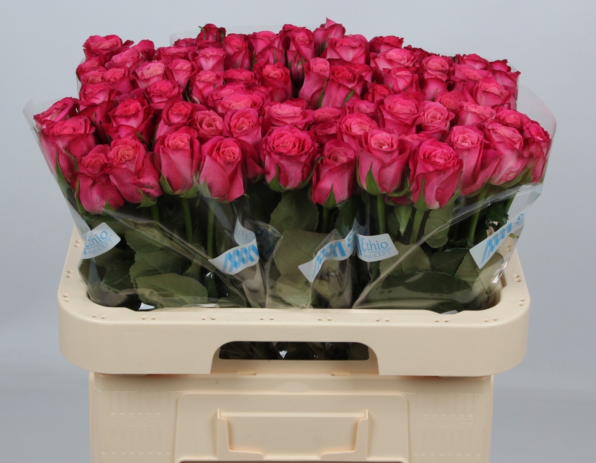 Rosa Josie 60cm