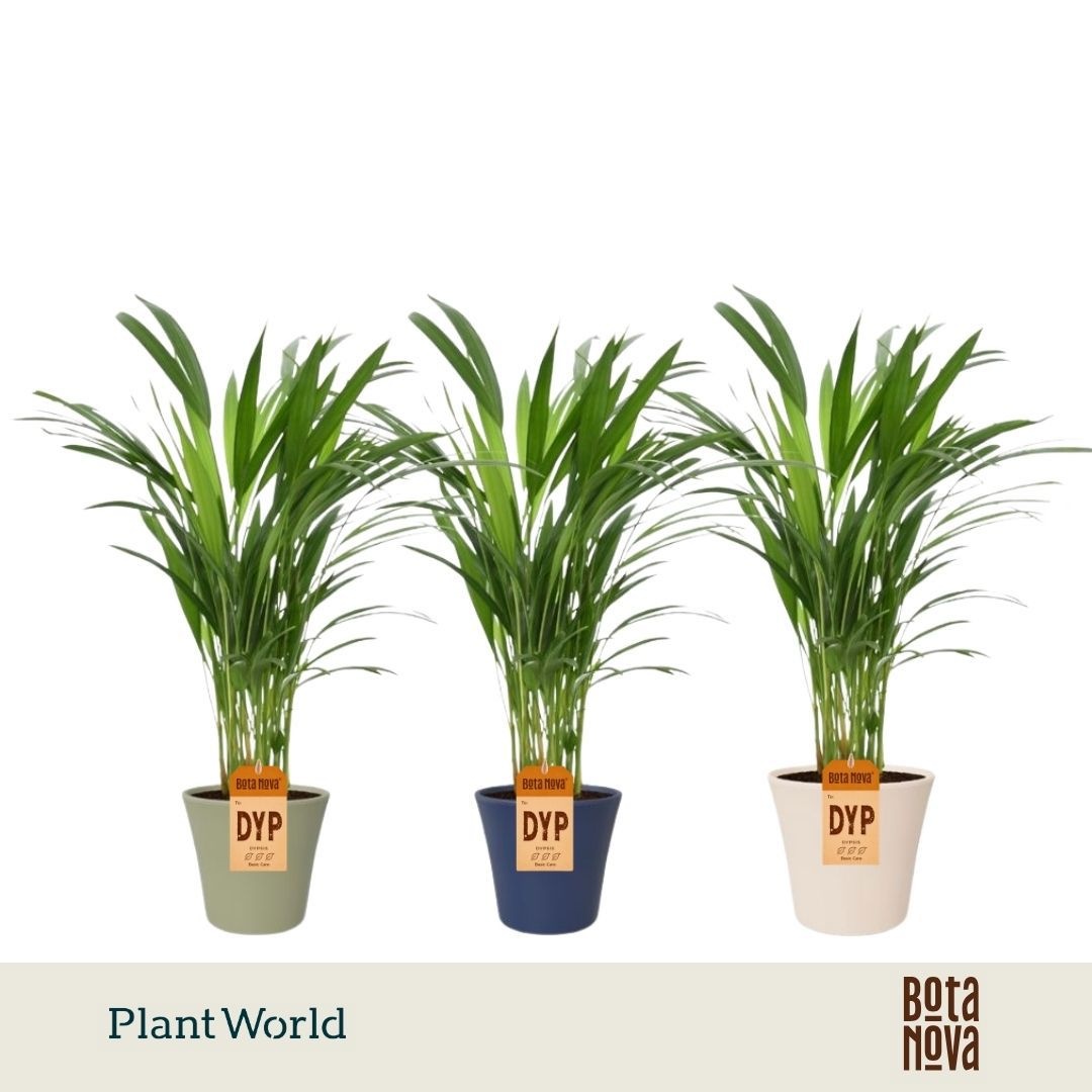 Dypsis lutescents (Areca) in Coco keramiek
