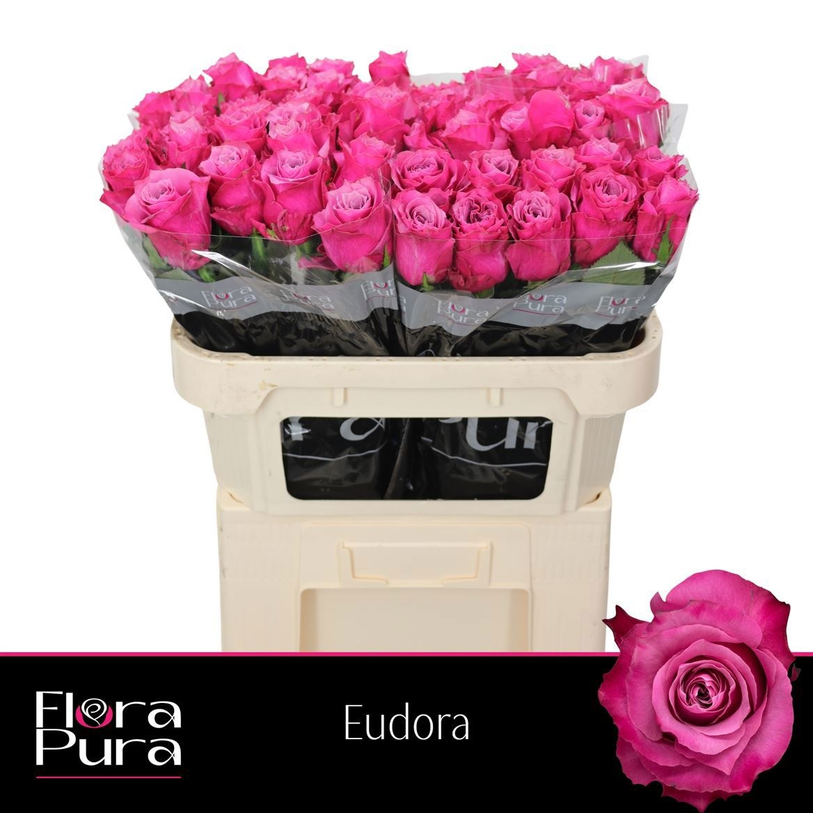 R Gr Eudora