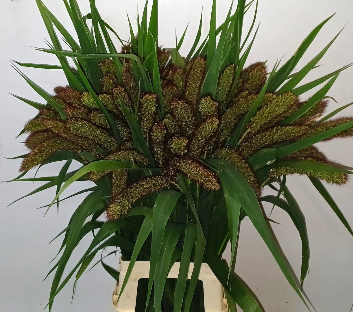Setaria Italica 80cm