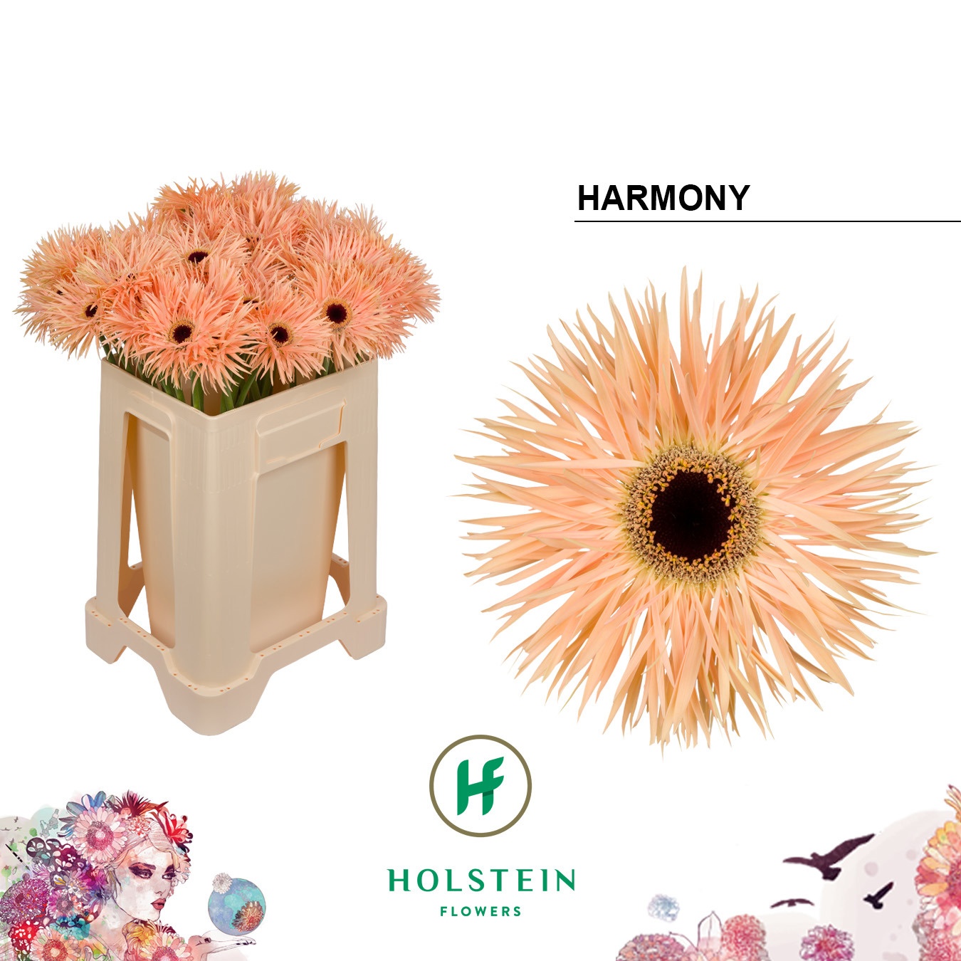 Gerbera Spider Harmony