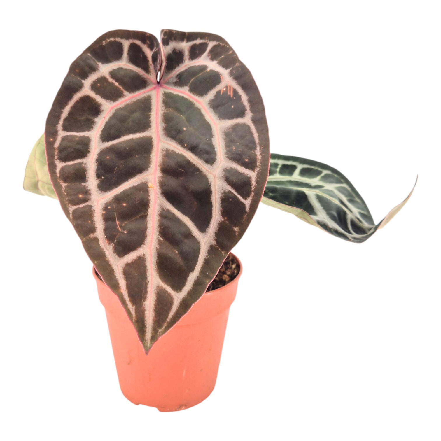 Anthurium Michelle 11 | OZ Planten