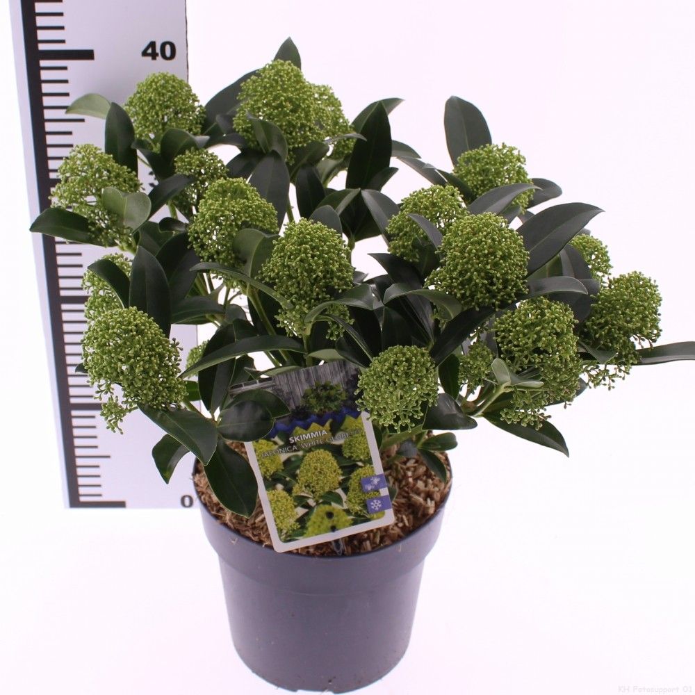 Picture of Skimmia jap. 'White Globe'