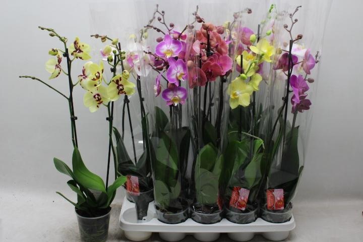 Phal Gem 7 Kl 12Ø 70cm