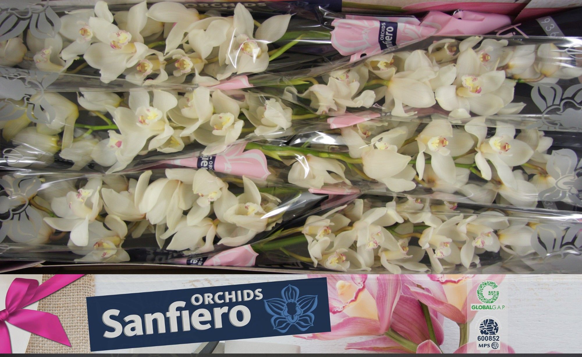 Cymbidium Winterbird Early 90 12/15bl