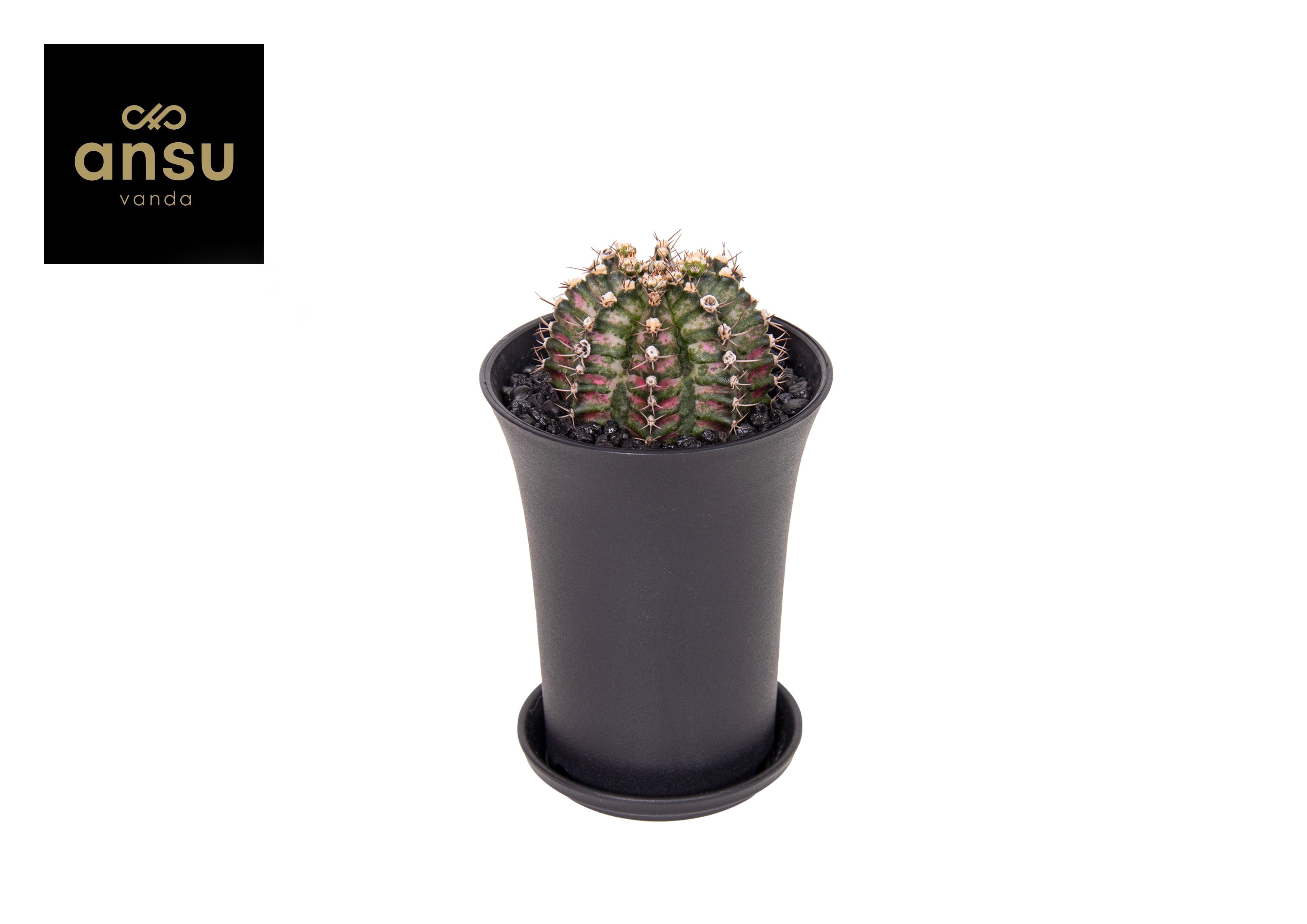 Picture of Gymno Cactus T-Rex XL P10 17cm