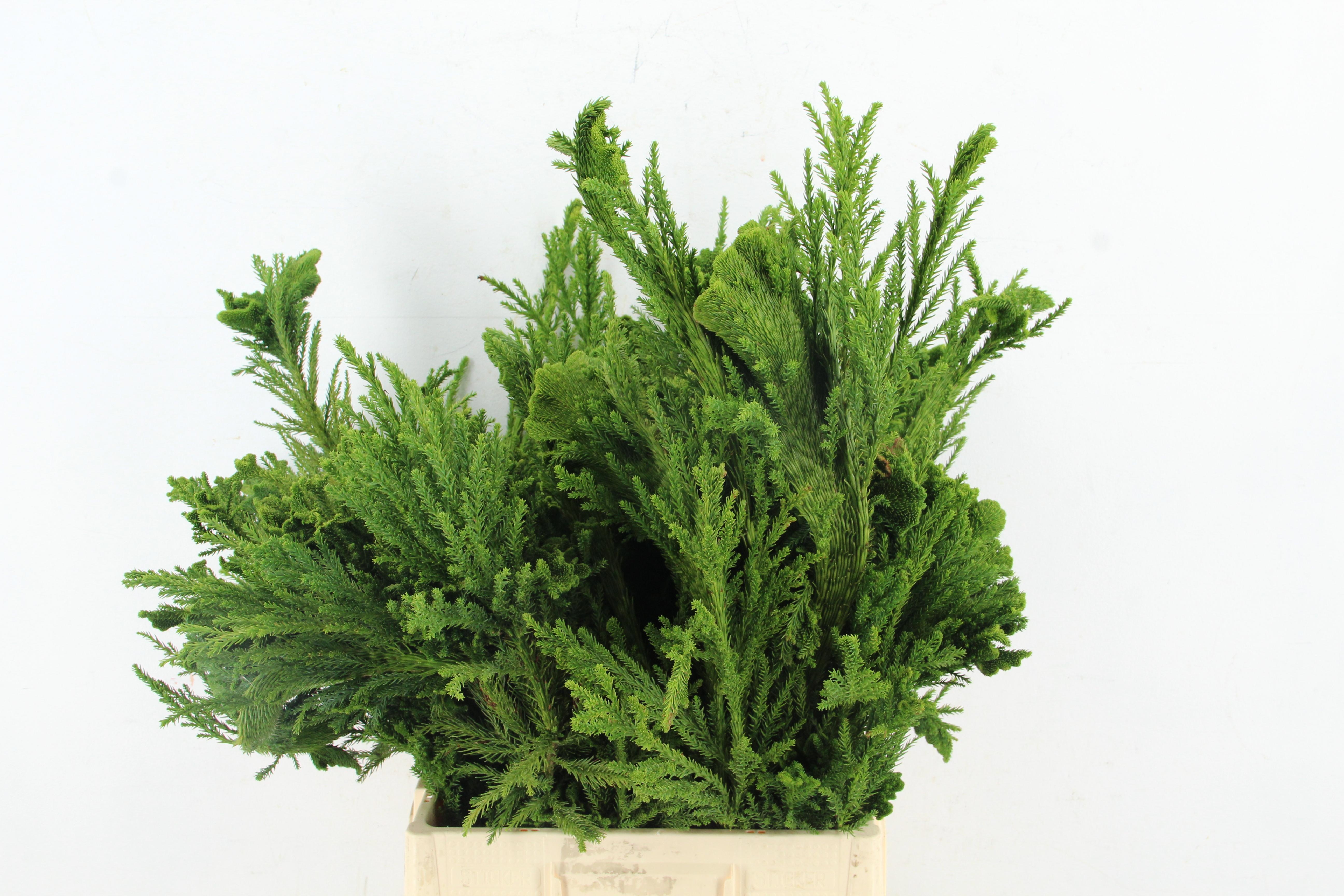 Cryptom J Cristata 60L.cm