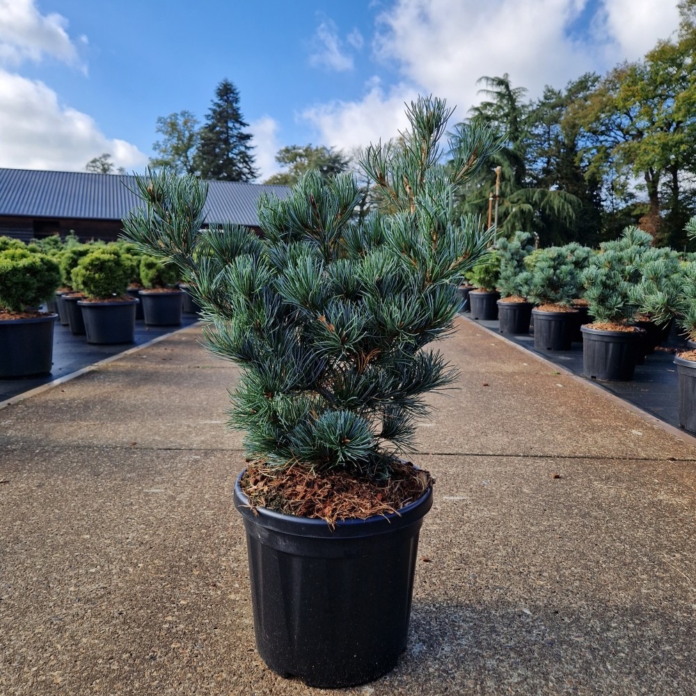 Picture of Pinus parviflora Negishi C8 (LOOSE)