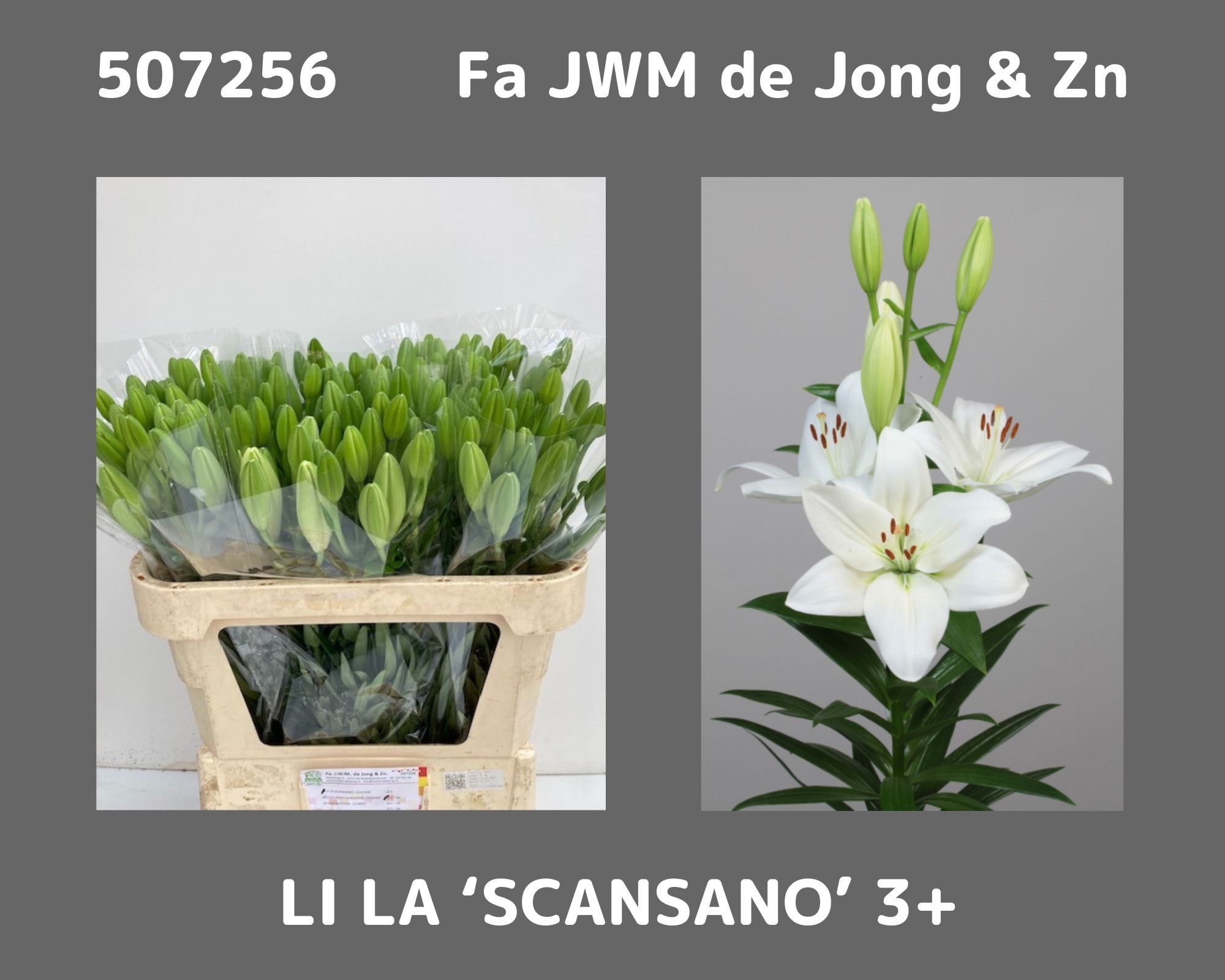 Li La Scansano