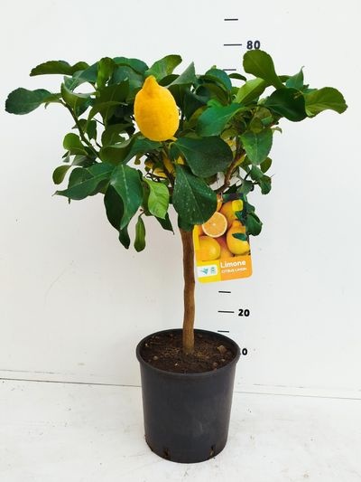 Citrus limon - Lemon