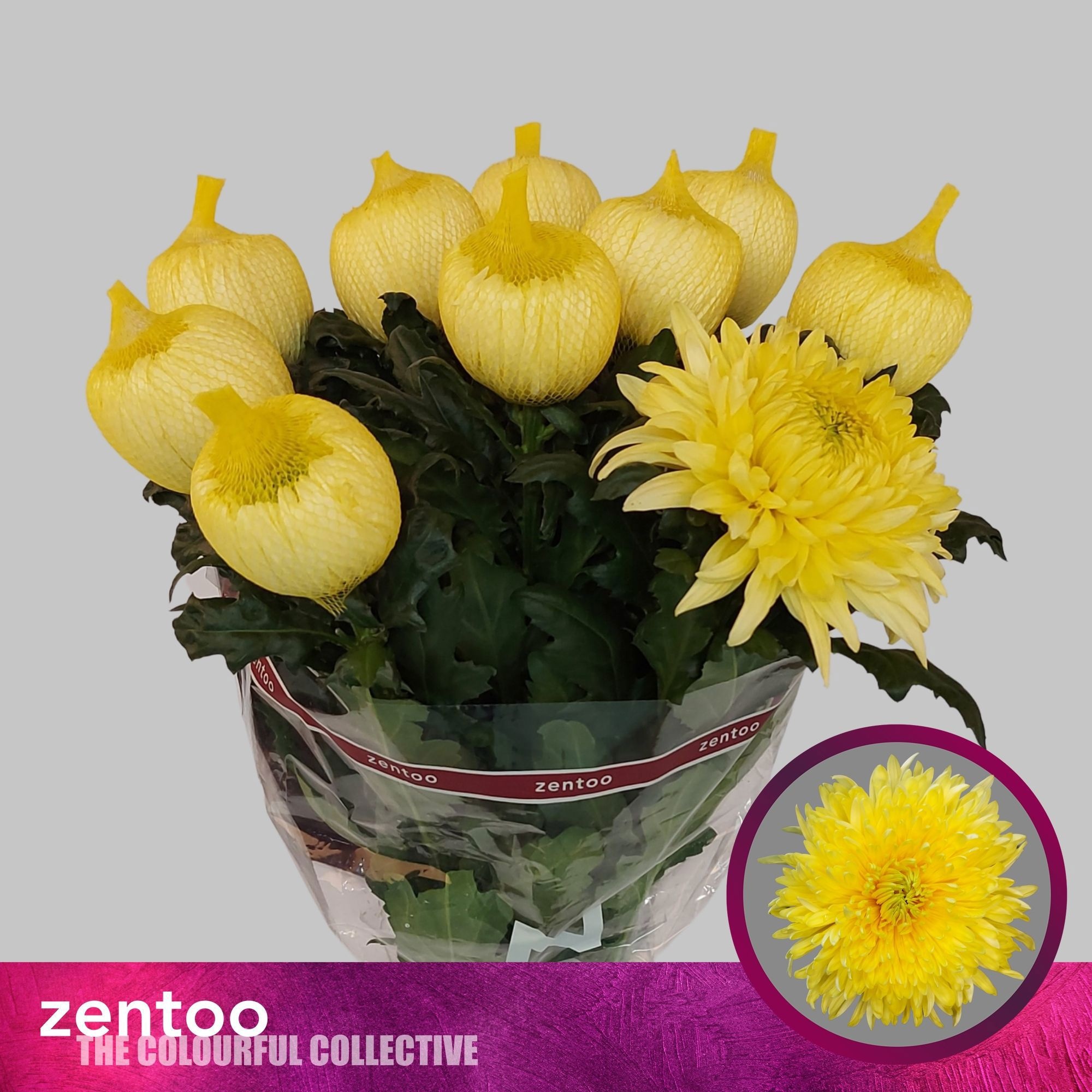 Chrys Single Magnum Yellow 70cm 90gram