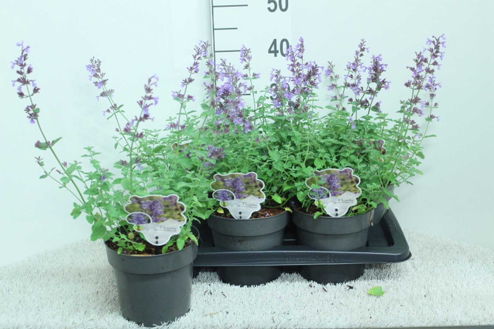 Nepeta (F) 'Walker's Low'