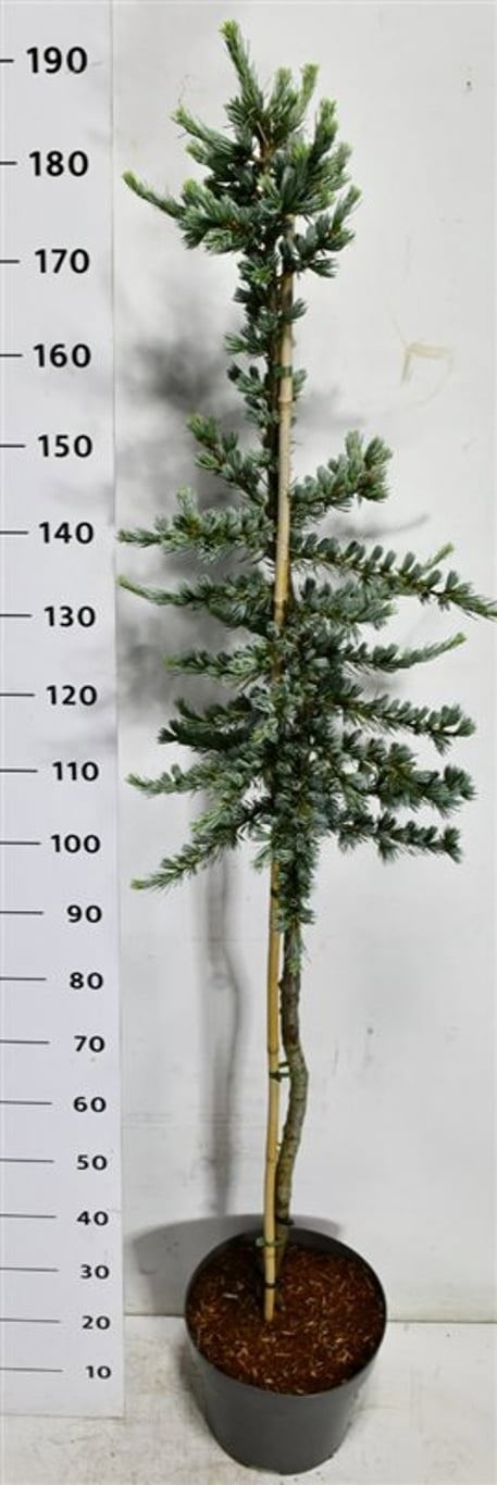 Cedrus libani 'Glauca'