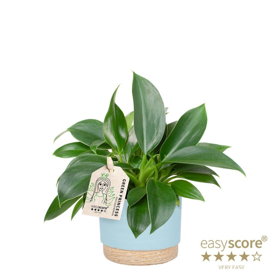 large plant pots white Distressed White-Gold Ceramic Floor Planter Large by Galore Home