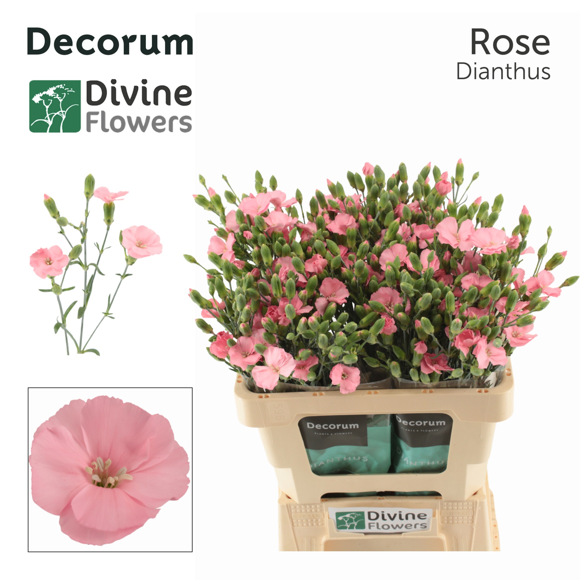 Di Solomio Rose
