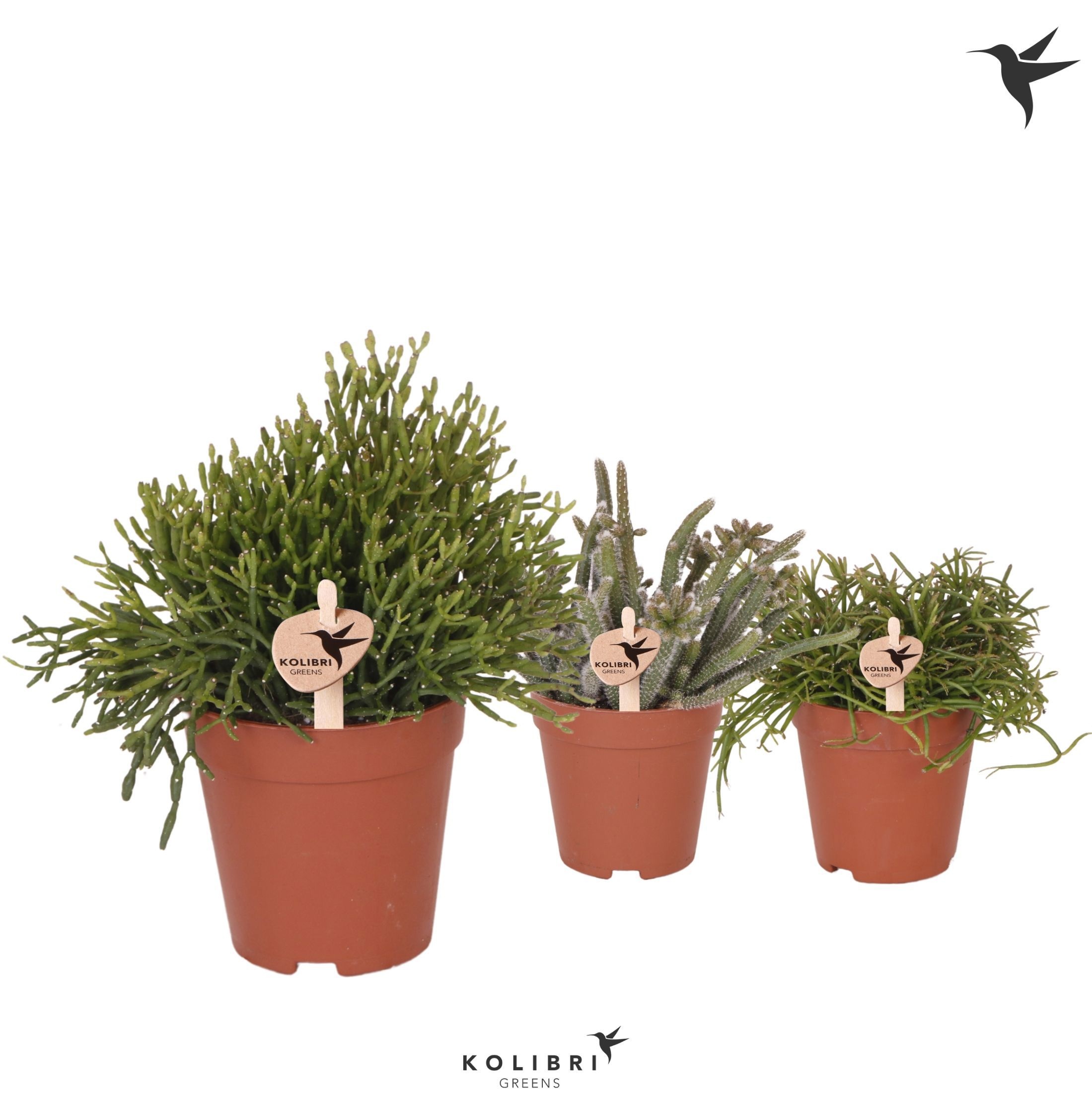 Rhipsalis Kolibri Greens Rhipsalis mix