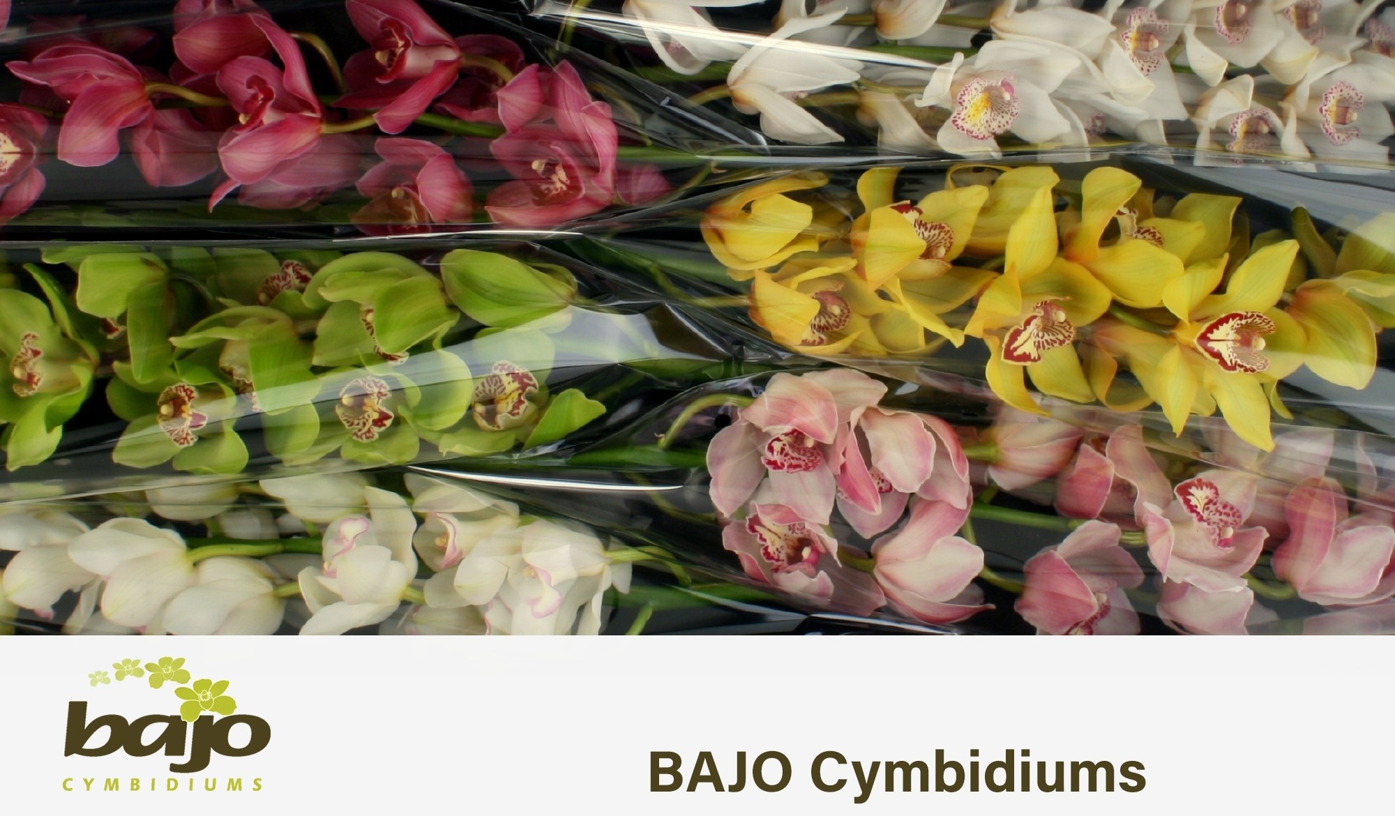 Cymbidium Asst 11bl