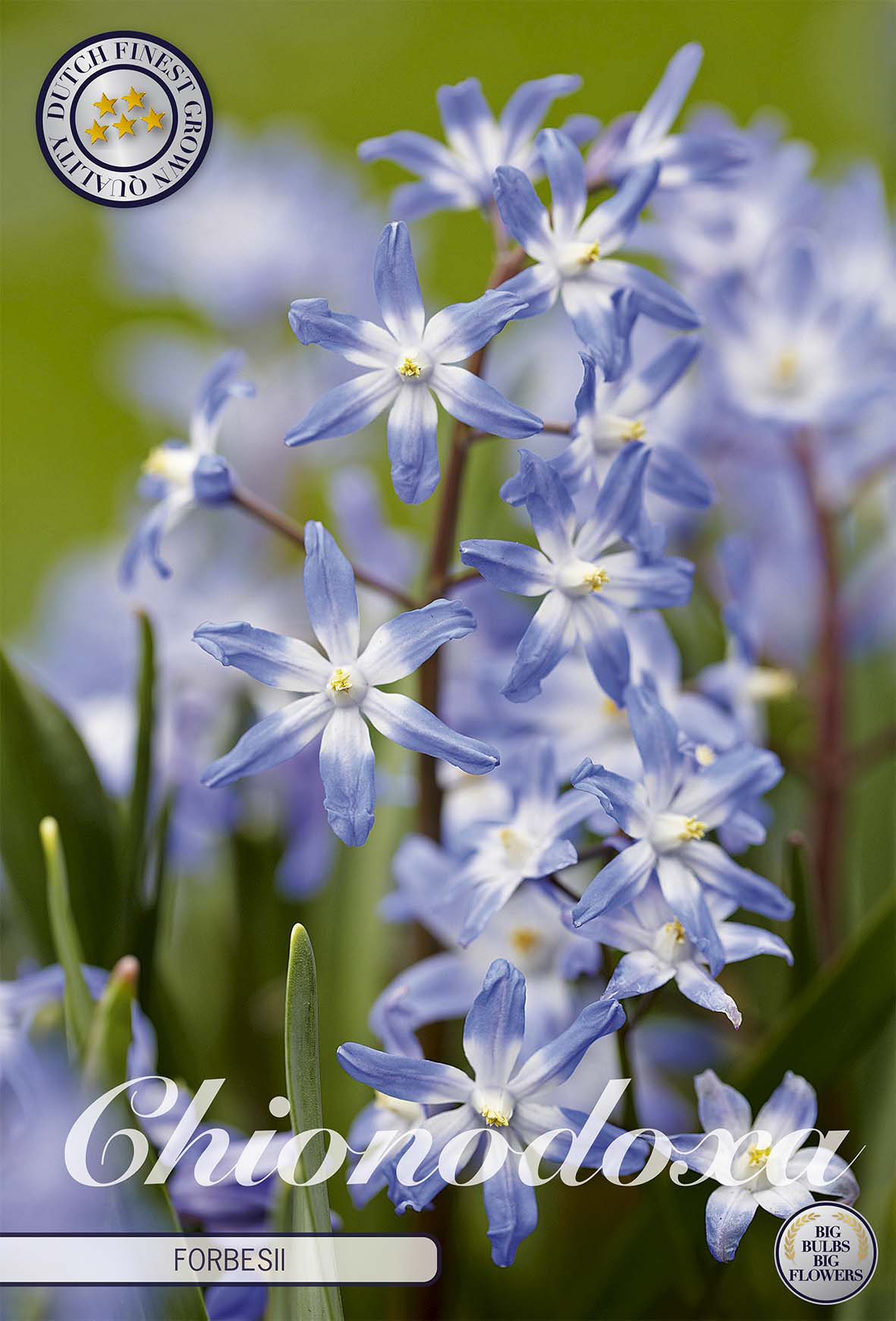 Chionodoxa Forbersii x20 5/6
