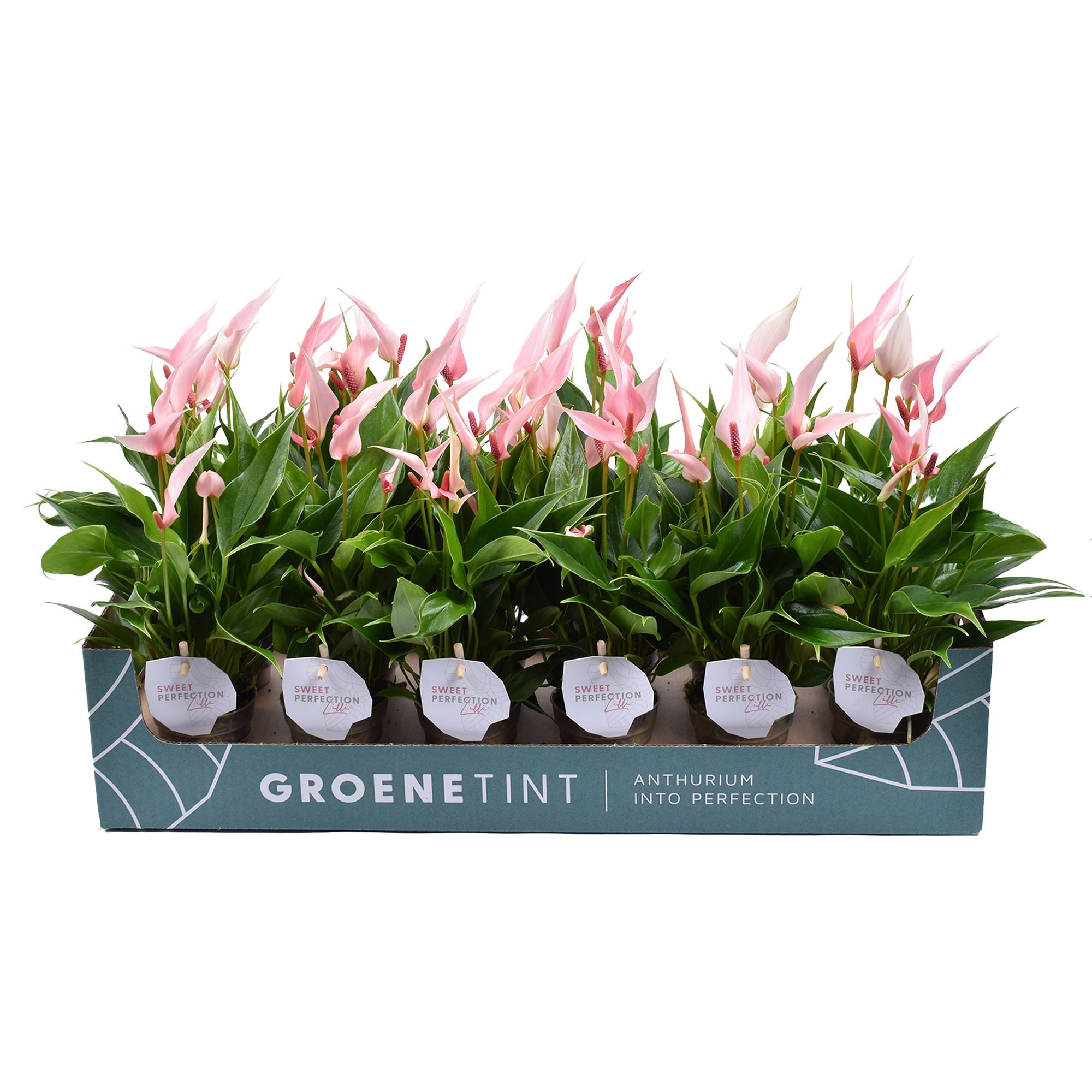 Anthurium Lilli | Hamiplant