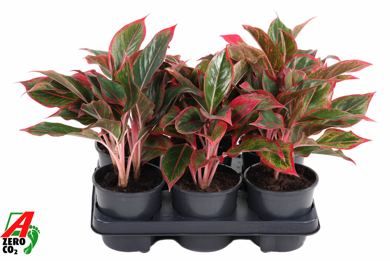 Picture of Aglaonema Siam Red Aurora P13 40CM