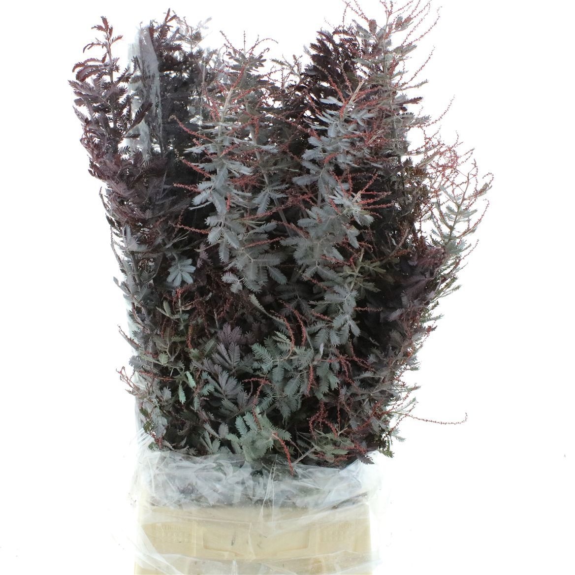 Acacia H Clair Lune Pb 70cm 200gram
