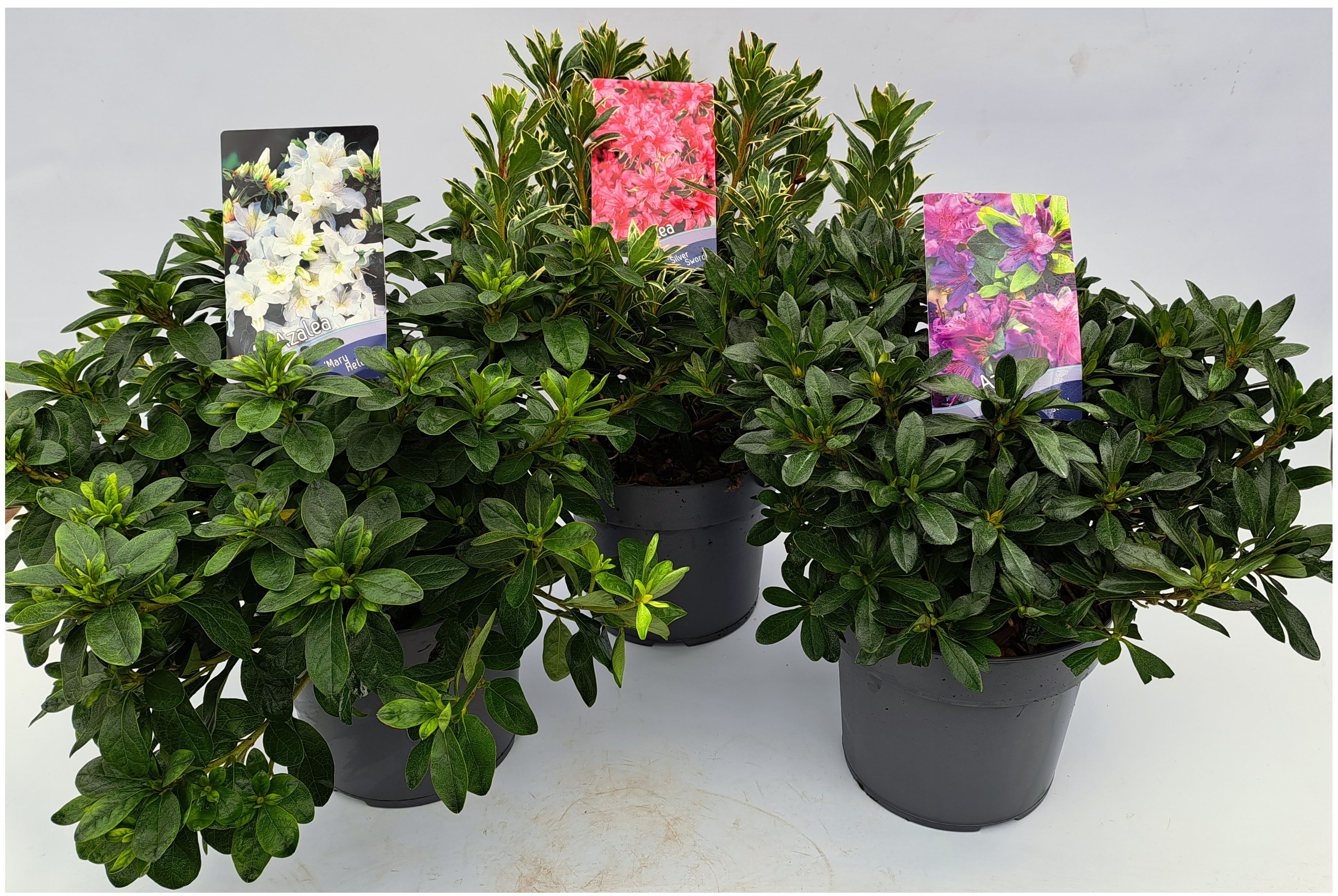 Picture of Rhododendron japonica in varieties P19 (3 Ltr) (LOOSE)