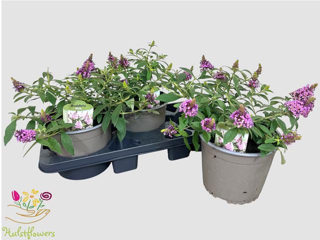 Buddleja davidii Butterfly Candy Little Pink - Vlinderstruik