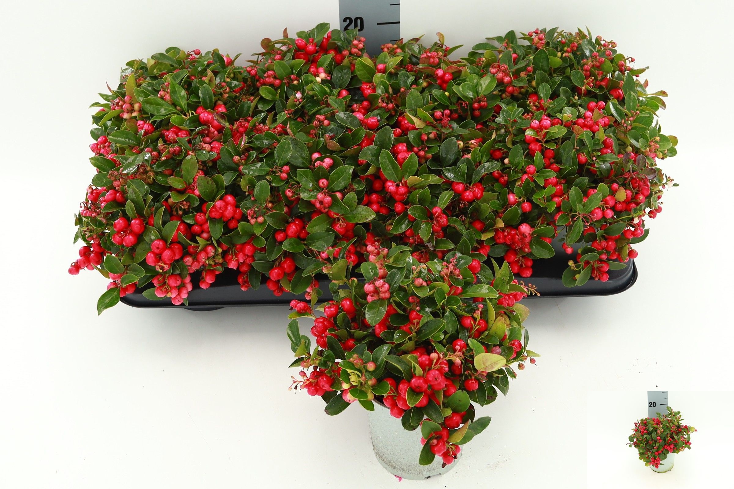 Gaulth Procumbens 13P 25H