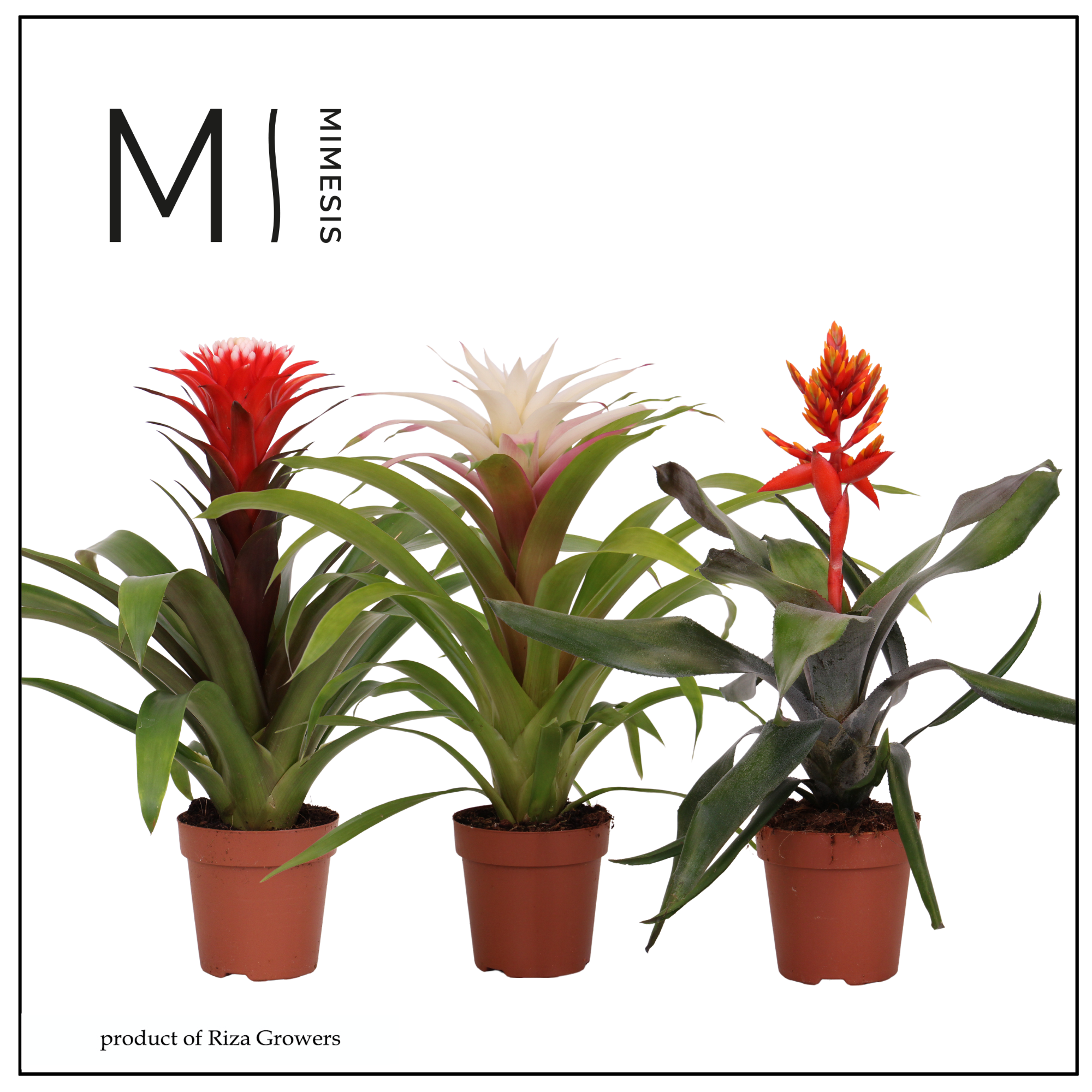 efeutute kaufen Epipremnum Aureum – Goldene Efeutute