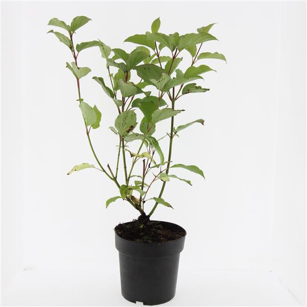 Picture of Cornus alba Sibirica P17 (2 Ltr)