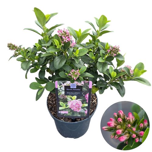 Escallonia 'Pink Elle' p19 Peijl