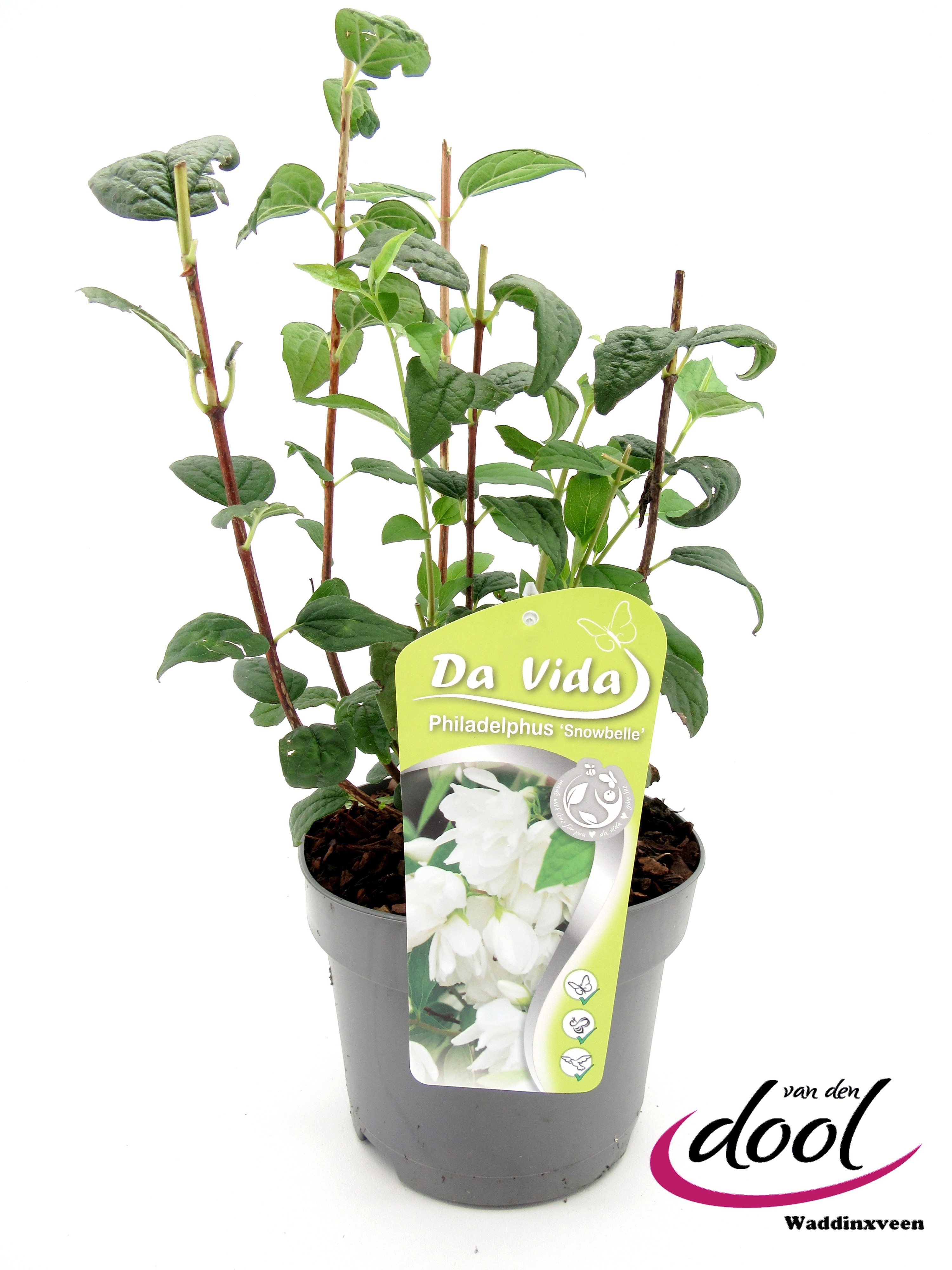 Picture of Philadelphus Snowbelle