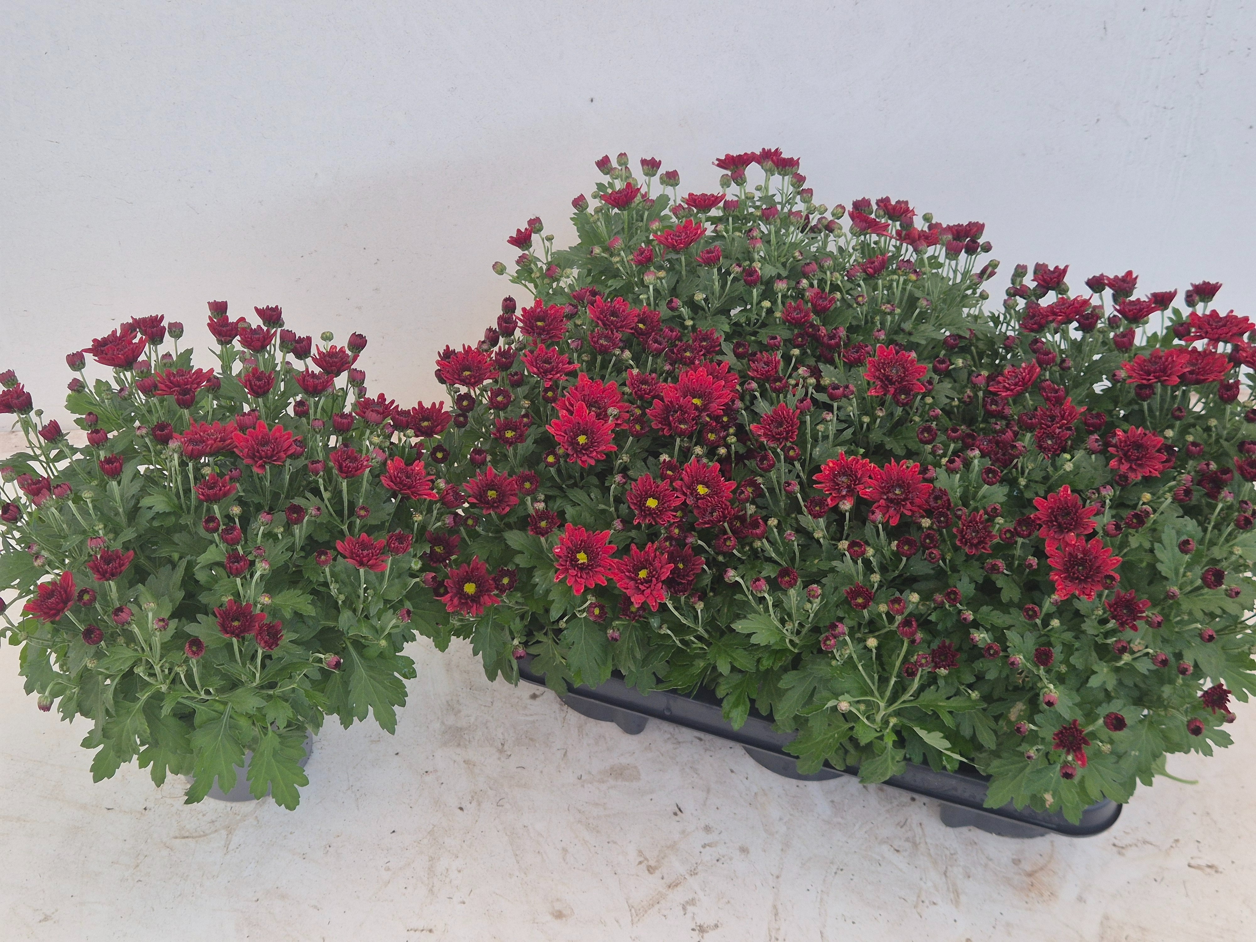 Chrys Garden Mums Gm 12Ø 25cm