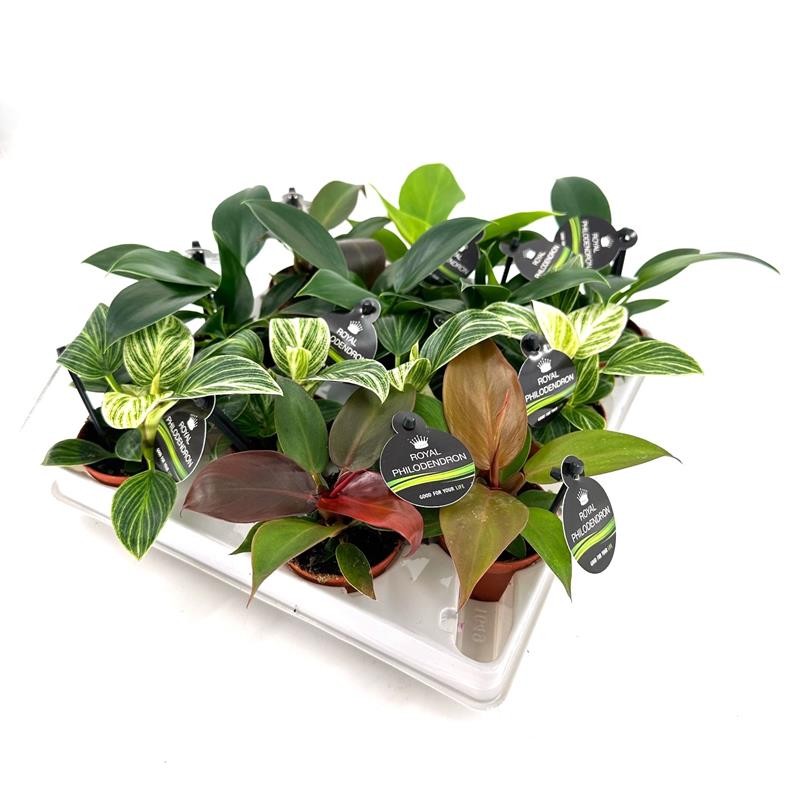 sedum carl plant Carl Stonecrop – Plant Detectives