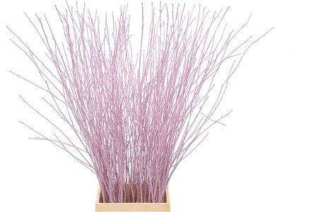 Betula Bs Kleurbeh