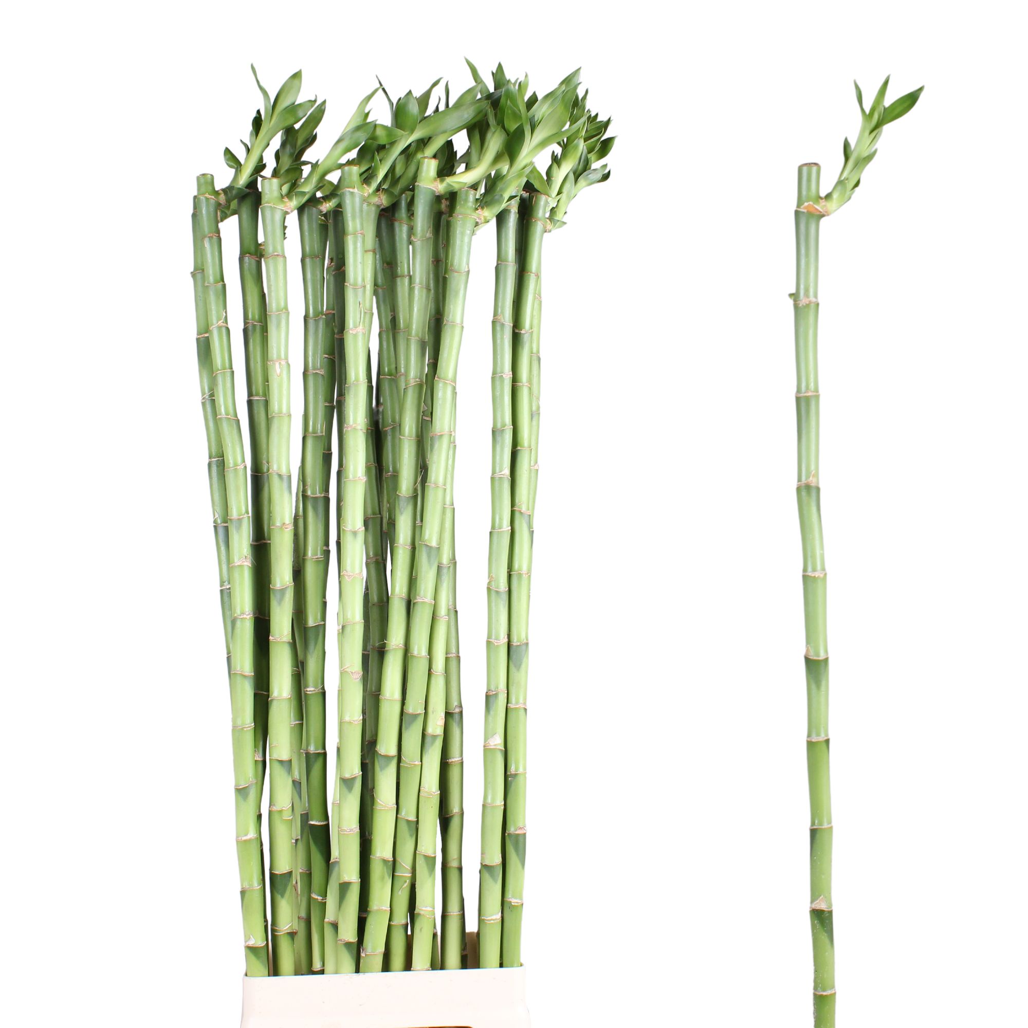 Dracaena sanderiana Lucky Bamboo 100cm straight | Hamiplant