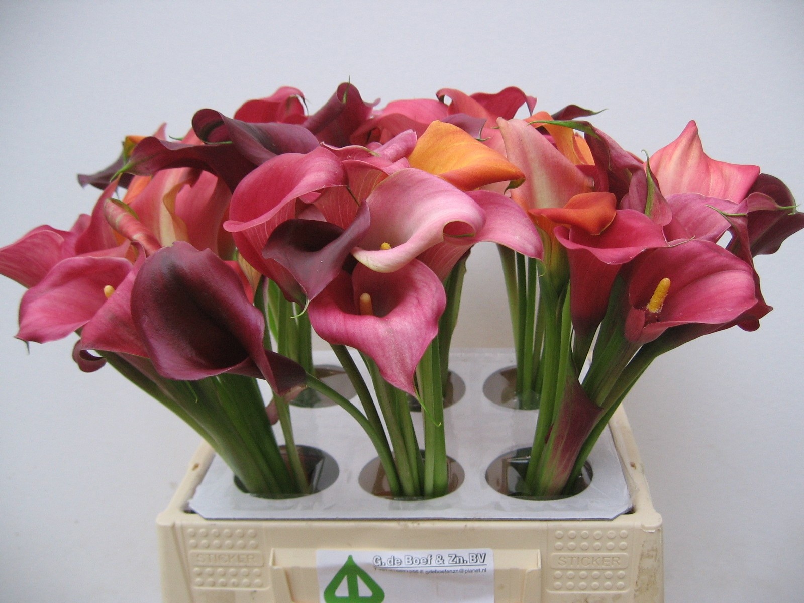 Calla Mixed In Bunch 40cm