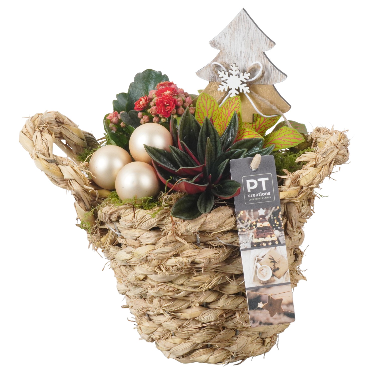 Picture of PTKB9342 Arrangement X-Mas in grass basket P15 24CM