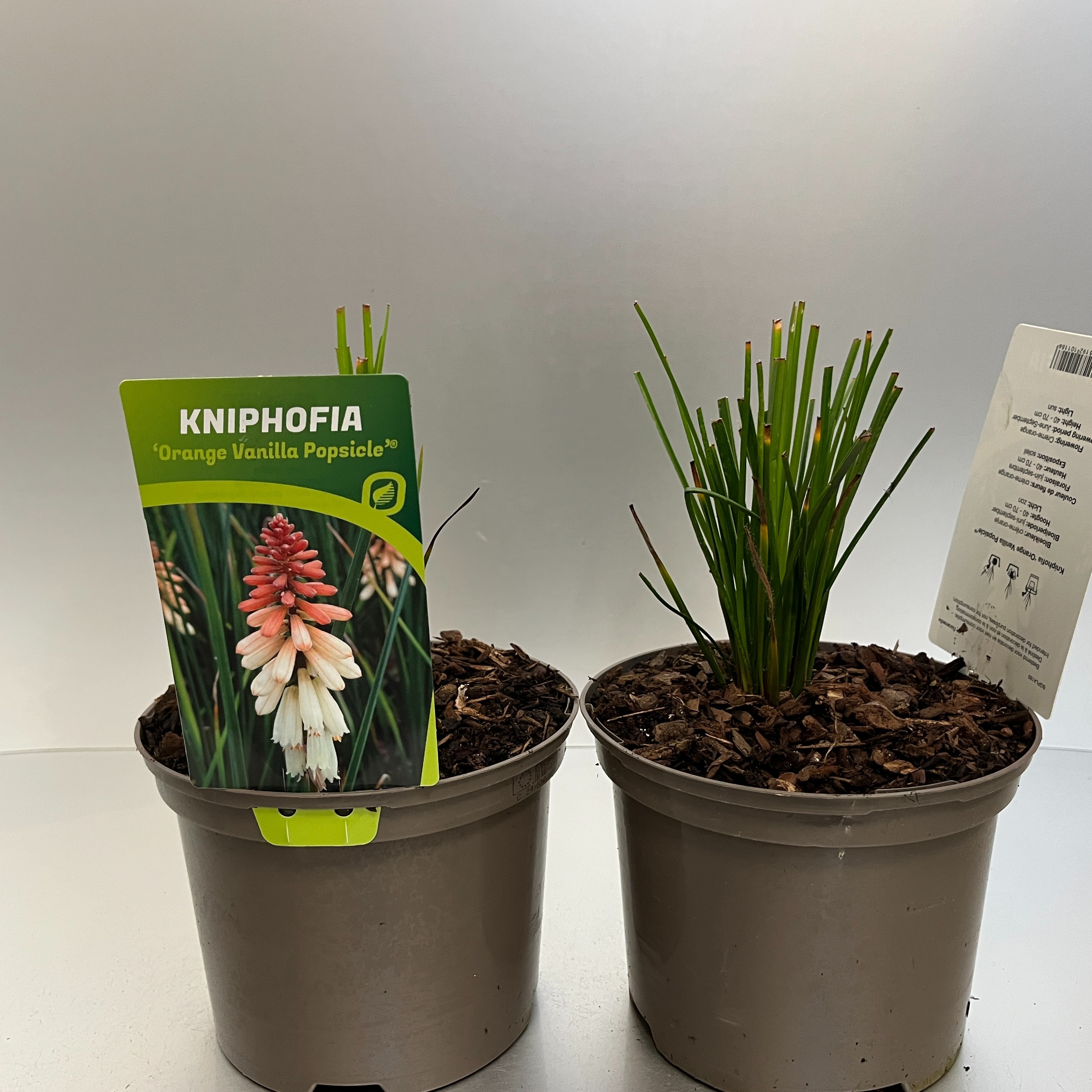 Picture of Kniphofia Orange Vanilla Popsicle P17 (2 Ltr)