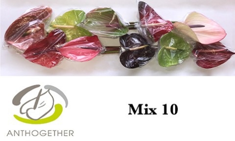 Anthurium Mixed 15Ø