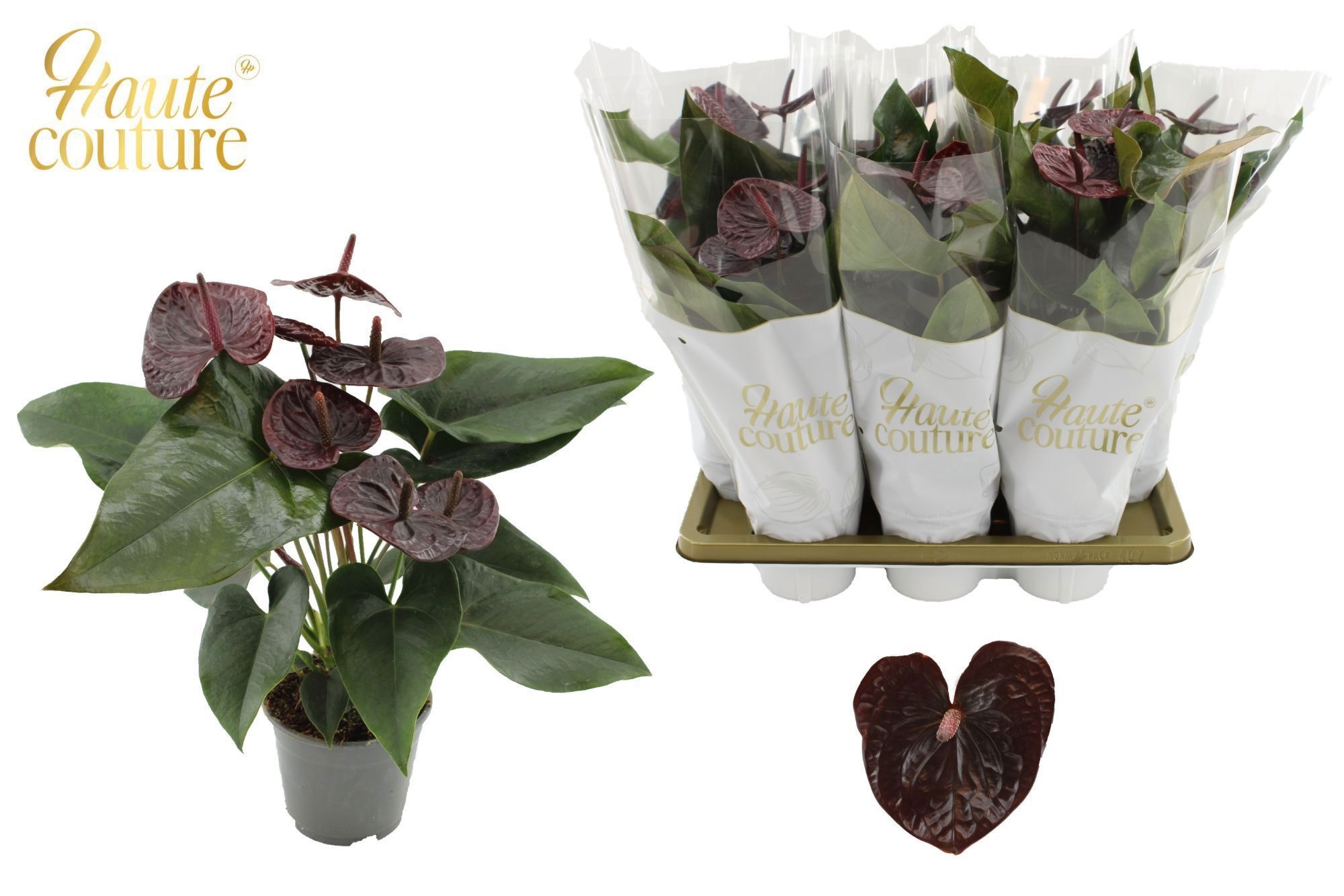 Anthurium 14 Cm Morena In Haute Couture Sleeve