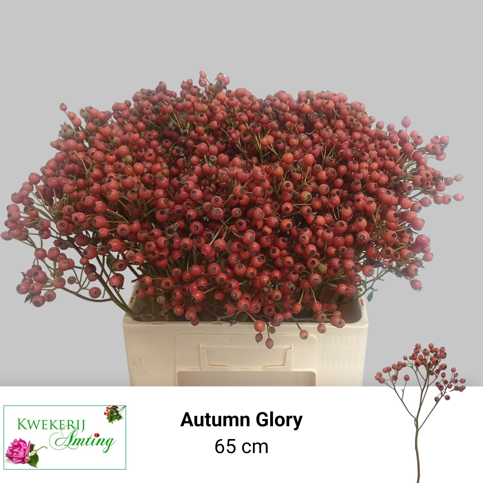 Rosa Mag Autum Glory 60cm