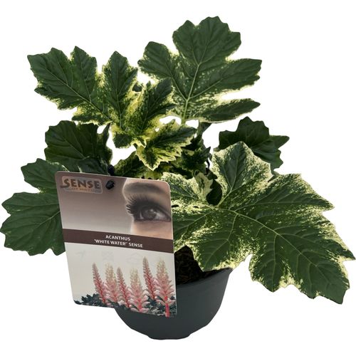 Acanthus 'White Water' sense p19 Asra