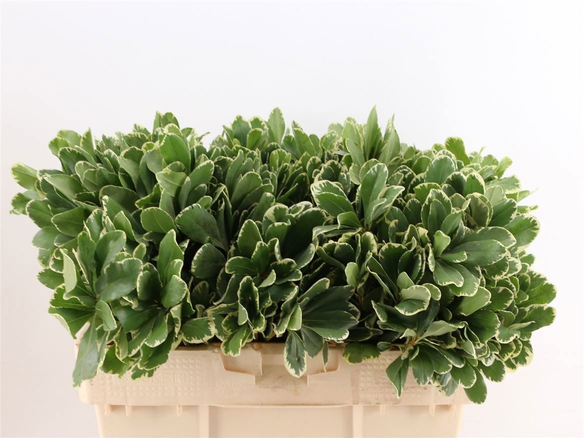 Pittosporum Ilan