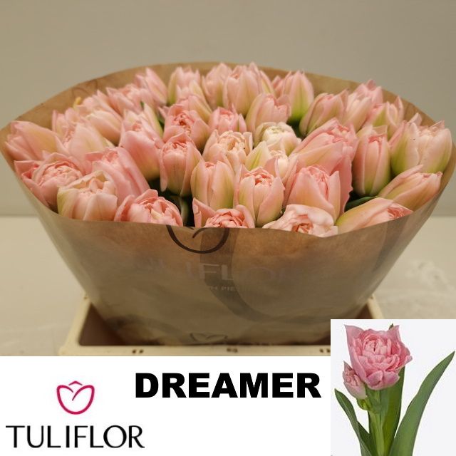 Tu Du Dreamer