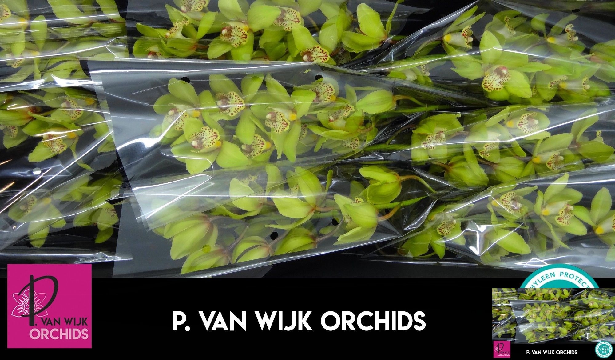 Cymbidium Bonny 5/8bl