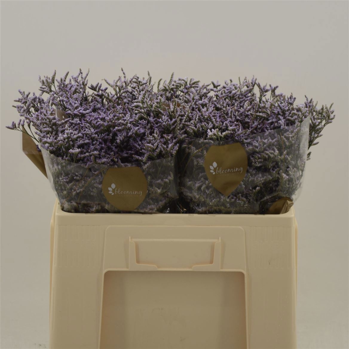 Limonium Lilac 60cm 20gram