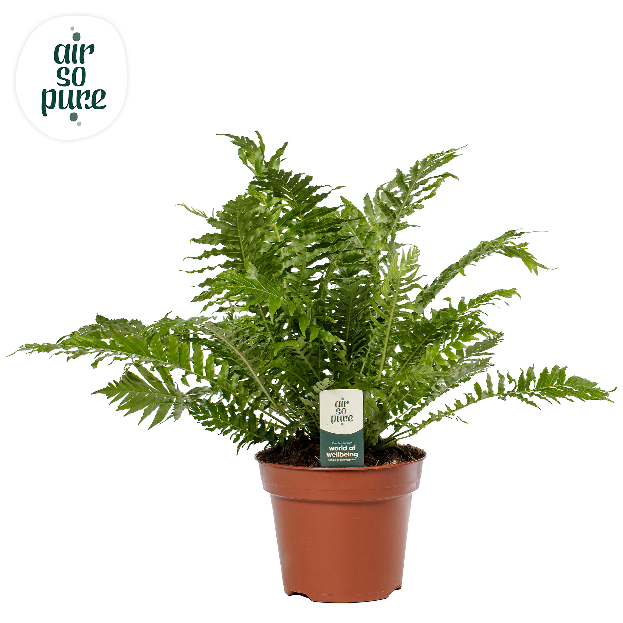 Picture of Blechnum Silver Lady ASP P17 50CM