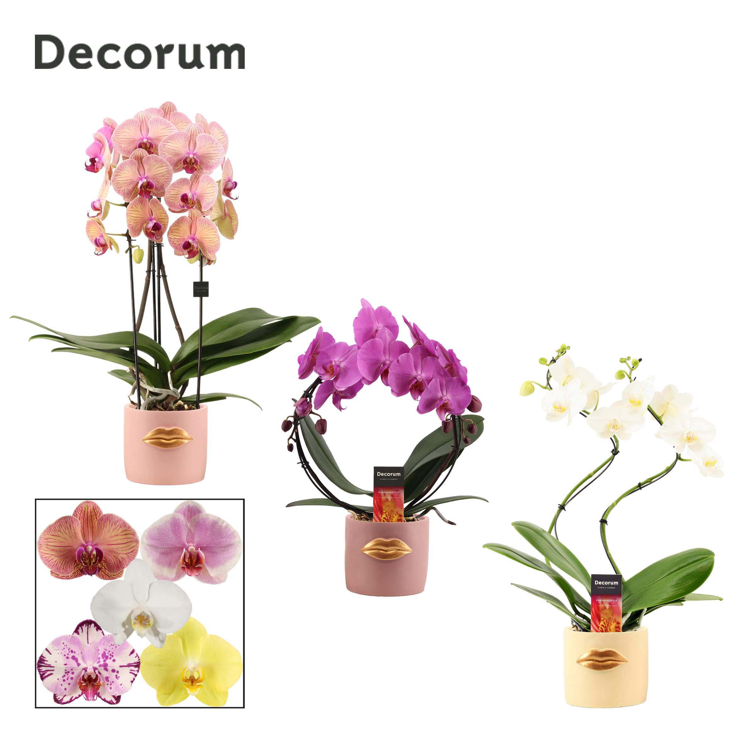 Picture of Phalaenopsis hybrid Shapes in Lovely (Luxury World-collection) P12 2 spikes 14+ flowers height 45 cm