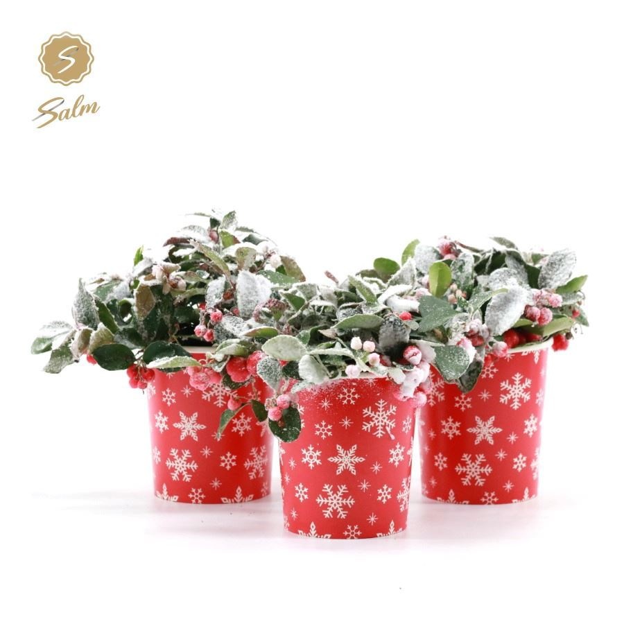 Gaultheria pr. 'Big Berry'® in Cup X-mas Deco + Snow